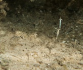 Leptomysis mediterranea