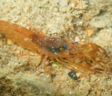 Alpheus dentipes
