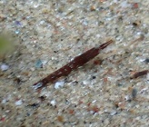 Siriella jaltensis