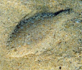 Arnoglossus kessleri
