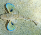 Chelidonichthys lucerna   