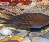 Chromis chromis   