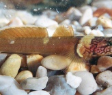Chromogobius quadrivittatus  
