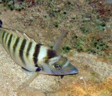 Diplodus puntazzo   