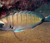 Diplodus sargus   