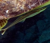 Echeneis naucrates  