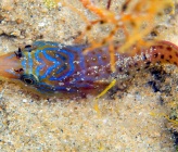Lepadogaster lepadogaster   