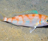 Pagellus erythrinus