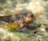 Scartella cristata  