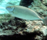 Siganus rivulatus   