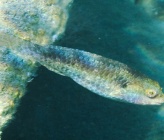 Sparisoma cretense    
