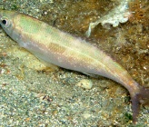 Spicara smaris   