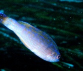 Symphodus melanocercus  