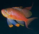 Anthias anthias
