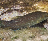 Labrus merula    