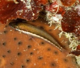 Serranus cabrilla   