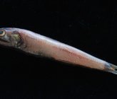 Notoscopelus elongatus
