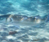 Λαβράκι