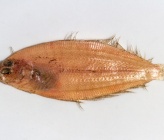 Arnoglossus imperialis