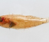 Arnoglossus rueppelii