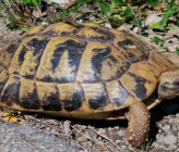 Testudo hermanni  