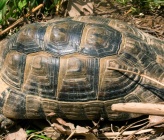 Testudo graeca 