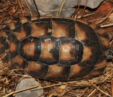 Testudo graeca 