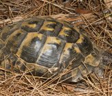Testudo graeca