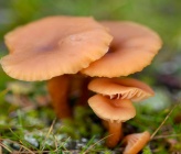 Laccaria laccata