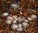 Mycena polygramma
