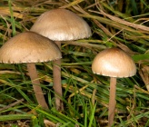 Panaeolus sphinctrinus
