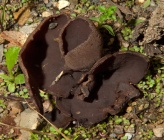 Peziza depressa