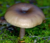 Pseudoclitocybe cyathiformis