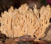 Ramaria formosa