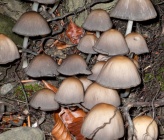 Coprinellus truncorum