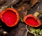 Sarcoscypha coccinea