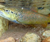 Salmo farioides  