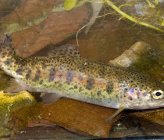 Ιριδίζουσα πέστροφα - νεαρό