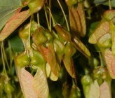 Acer monspessulanum subsp monspessulanum    
