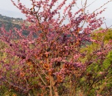 Cercis siliquastrum     