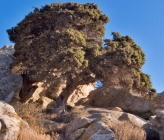 Juniperus macrocarpa    