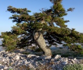 Juniperus oxycedrus subsp deltoides   