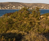 Juniperus phoenicea    