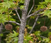 Liquidambar orientalis   