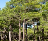 Pinus brutia  