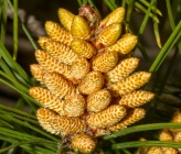 Pinus halepensis  