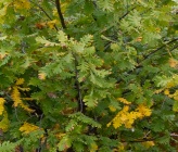 Πλατύφυλλη βελανιδιά - φύλλα