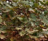 Χνουδοβελανιδιά - φύλλα
