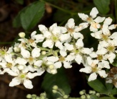 Rubus canescens