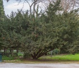 Taxus baccata    